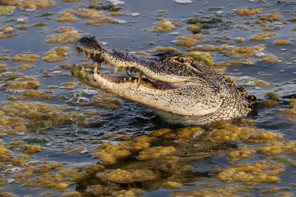 An American alligator raises its head to swallow a crab at Huntington Beach State Park in South Carolina
