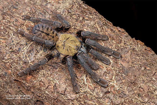 Tarantula (Phormingochilus sp.) - DSC_0639