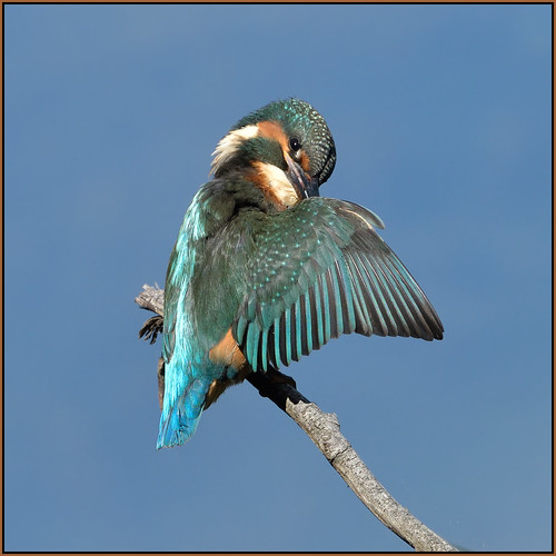 Kingfisher (image 3 of 3)
