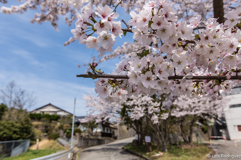 Cerezos en Kaga Onsen, en el itinerario de cerezos en flor