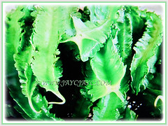 Ripe green coloured pods of Psophocarpus tetragonolobus (Four-angled Bean, Winged Bean/Pea, Princess/Asparagus Pea, Manila/Goa Bean, Kacang Botol in Malay), 28 Sept 2017