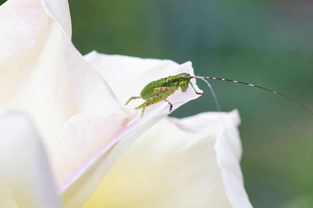 A fork-tailed bushy katydid nymph looks over the edge of a rose blossom