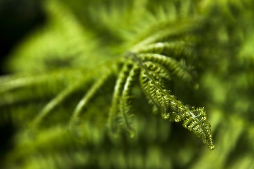 fern nature naturephotography green plant