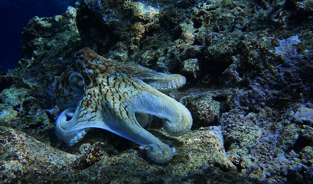 octopus pacific