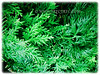 Selaginella plana (Asian Spikemoss, Cyperus Clubmoss/Spikemoss, Paka Merak in Malay)