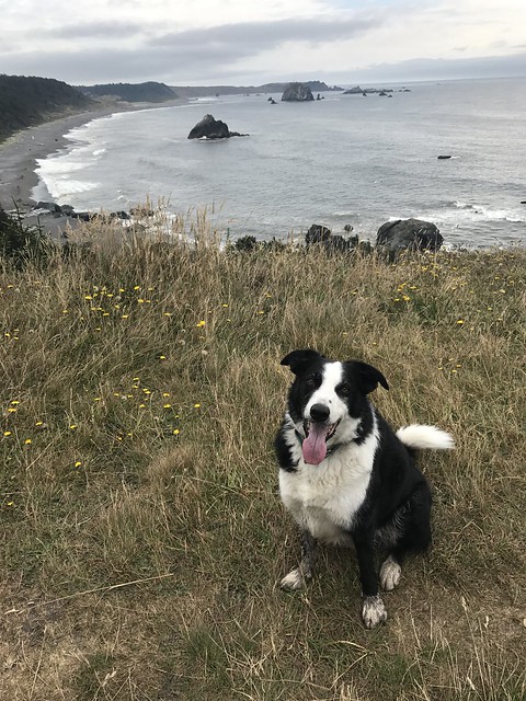 Enzo at Blacklock Point (such a good poser)