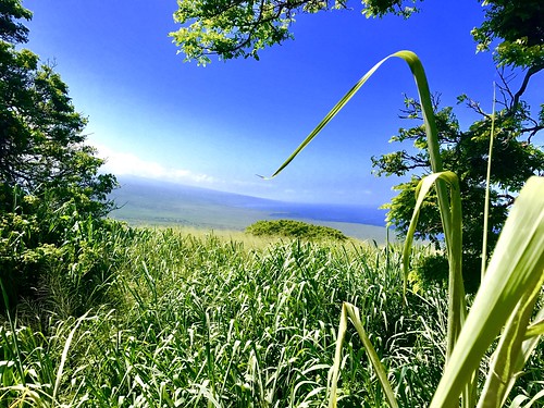 hilo kona ocean bushes bush trees tree bigislandofhawaii sky blueskies clouds bigisland hawaiian hawaii view