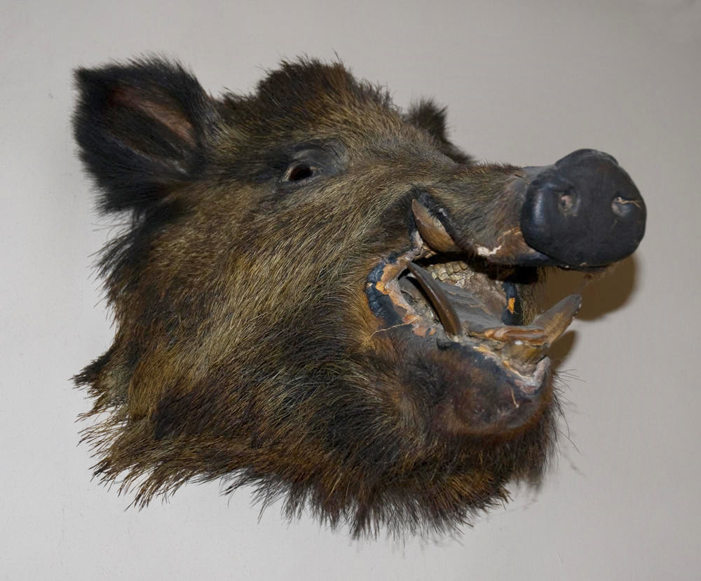 Boar's Head. The Harpur-Crewe family that owned Calke Abbey had a fascination with taxidermy. Credit Thomas Quine