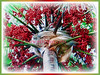 Saribus rotundifolius (Round-leaf Fountain Palm, Footstool/Fan Palm, Table Palm, Java Fan Palm, Anahaw Palm)
