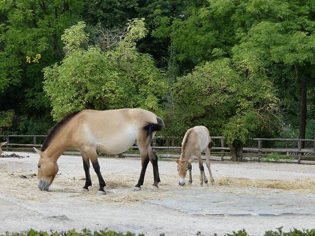 Przewalski-Pferde, Zoo Prag