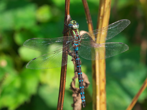 aeshnaconstricta lancetippeddarner petrocanadapark oakville ontario male dragonfly