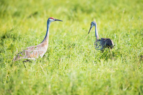 wisconsin bird summer crane wildlife gruscanadensis sandhillcrane nature hartford unitedstates us