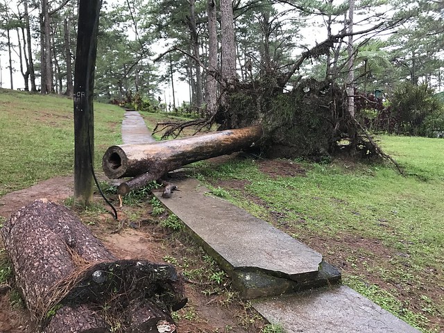 fallen tree, Camp John Hay