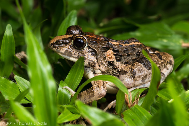 Grass Frog (Fejervarya limnocharis)