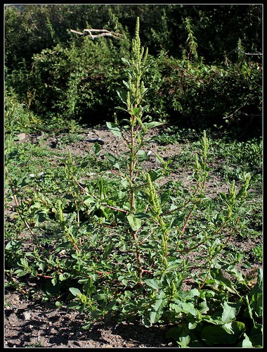 Amaranthus hybridus - amarantes adventices  36667405656_a94f0521e8
