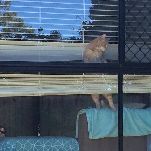 escape cat