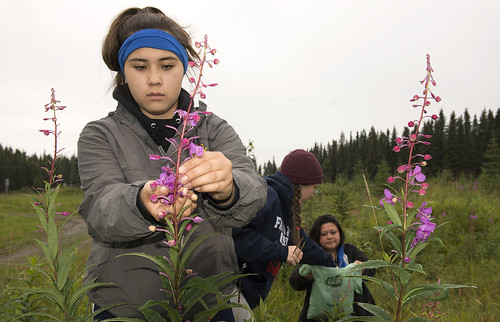 Kya Ahlers and Makala Whittom pick fireweed blossoms as Sandy K Wilson collects the bounty during Yaghanen Youth Program's Harvest Camp in August. Wilson taught campers how to make fireweed jelly from the flowers.