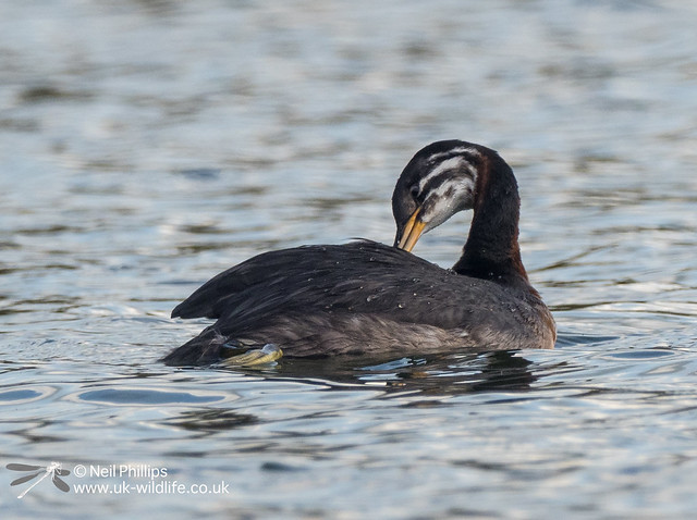 Red necked grebe-14
