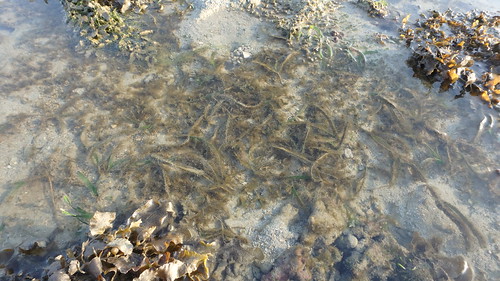 Seagrasses heavily covered in epiphytes