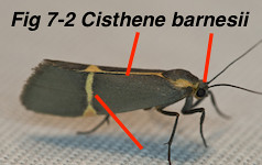 Fig 7-2 Cisthene barnesii AZ1838416-Hannawacker