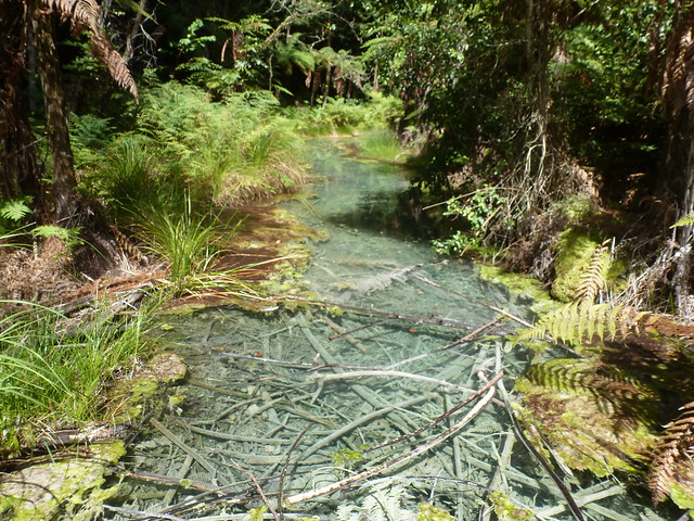 Descubriendo el olor de Rotorua - NUEVA ZELANDA. POR LA TIERRA DE LA LARGA NUBE BLANCA (17)
