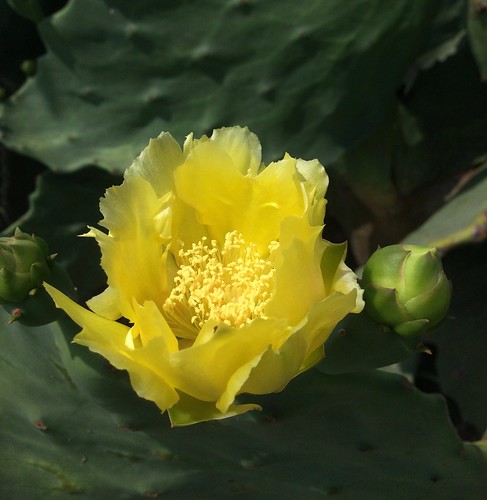 Cactus - Prickly Pear