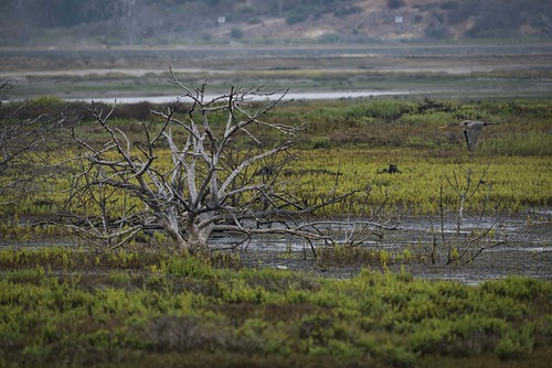 wetlands marsh d800 nature cormorant 200500 scenic tree nikkor earlymorning california bolsachicaecologyreserve