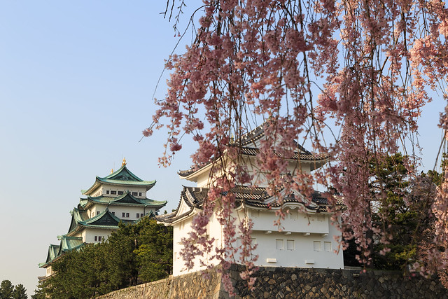 名古屋城と枝垂れ桜