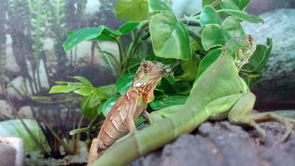 Cold-blooded animals from the pet store