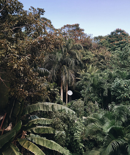 jungle balcony view rincon puertorico green palm tree isla verde