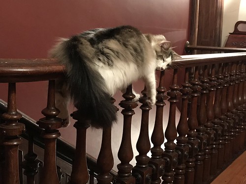 Clark, the monorail cat