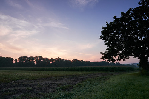 ct connecticut corn farmington sony trees a6300 farm grass morning relaxing sky sunrise sunset unitedstates us