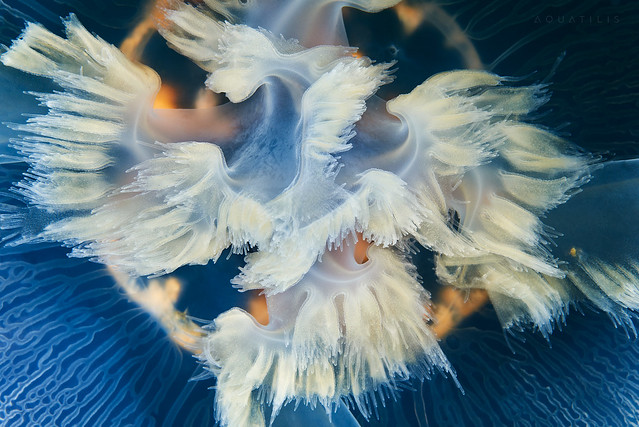 Newswire: Daniel Craig Might Star in a Gorgeous Jellyfish