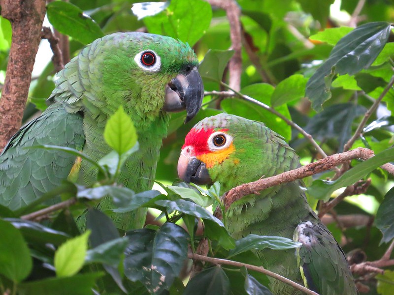 Oiseaux du Honduras 37025964246_4385753768_c