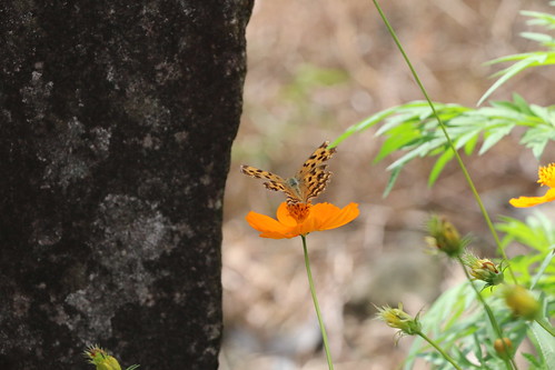 Butterflies abound in Japan