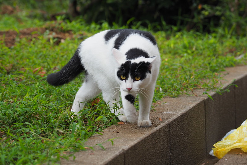 池袋駅前公園の猫。小春を見つけて様子見に来る黒ブチ。