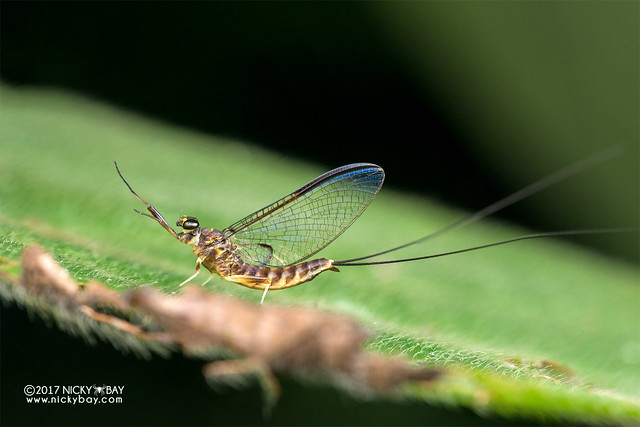 Mayfly (Ephemeroptera) - DSC_7823