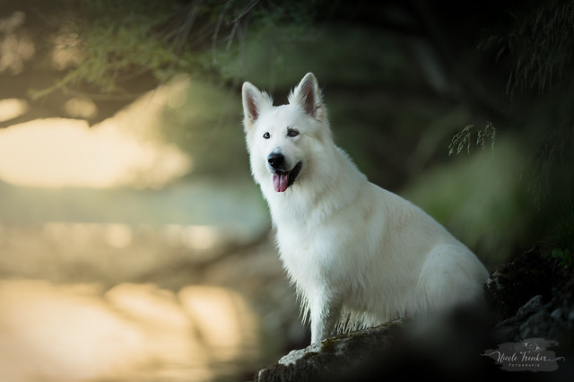 White Shepherd Pictures and Informations - Dog-Breeds.com