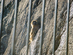 Le singe perdu dans ses songes - Photo of Trépot