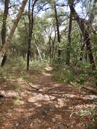 Trail at South Fork, Chiricahua Mts., AZ
