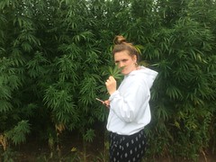 lils-weed