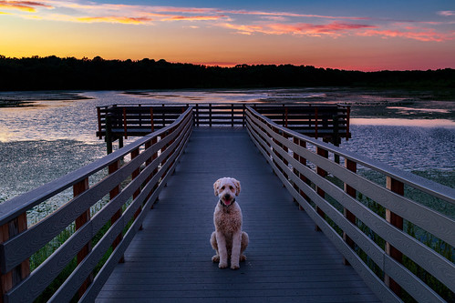 portrait dock landscape sunset dog sky fishingpier doodle lakemarguerite helmetta newjersey unitedstates us