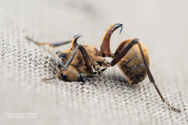 Fish-hook ant (Polyrhachis sp.) - DSC_7932