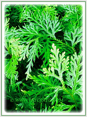 Selaginella plana (Asian Spikemoss, Cyperus Clubmoss, Paka Merak in Malay) can grow up to 0.6 m tall, 1 Aug 2009