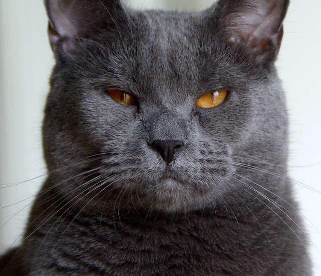 Chartreux Cat Pictures and Information - Cat-Breeds.com