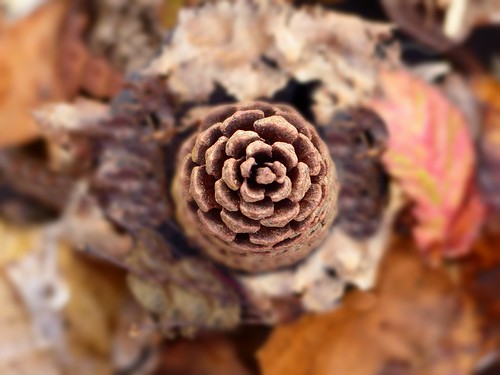 autumn fall pinecone leaves brown birdseyeview foliage earth bokeh nature perspective macro