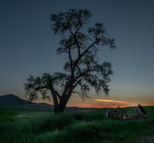 landscape sunset tree colfax washington unitedstates us