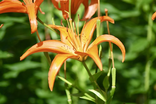 Lis asiatique / Asiatic lily