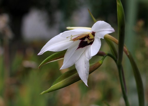 Gladiolus murielae (= Acidanthera murielae) - glaïeul d'Abyssinie 36328850492_0ac3631fce
