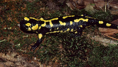 Fire Salamander (Salamandra salamandra) - Photo of Le Bousquet-d'Orb